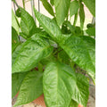 Chili Red Rocket (Capsicum Annum)
