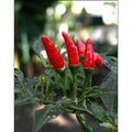 Chillipepper (Capsicum Frutescens L. "Red Finger")