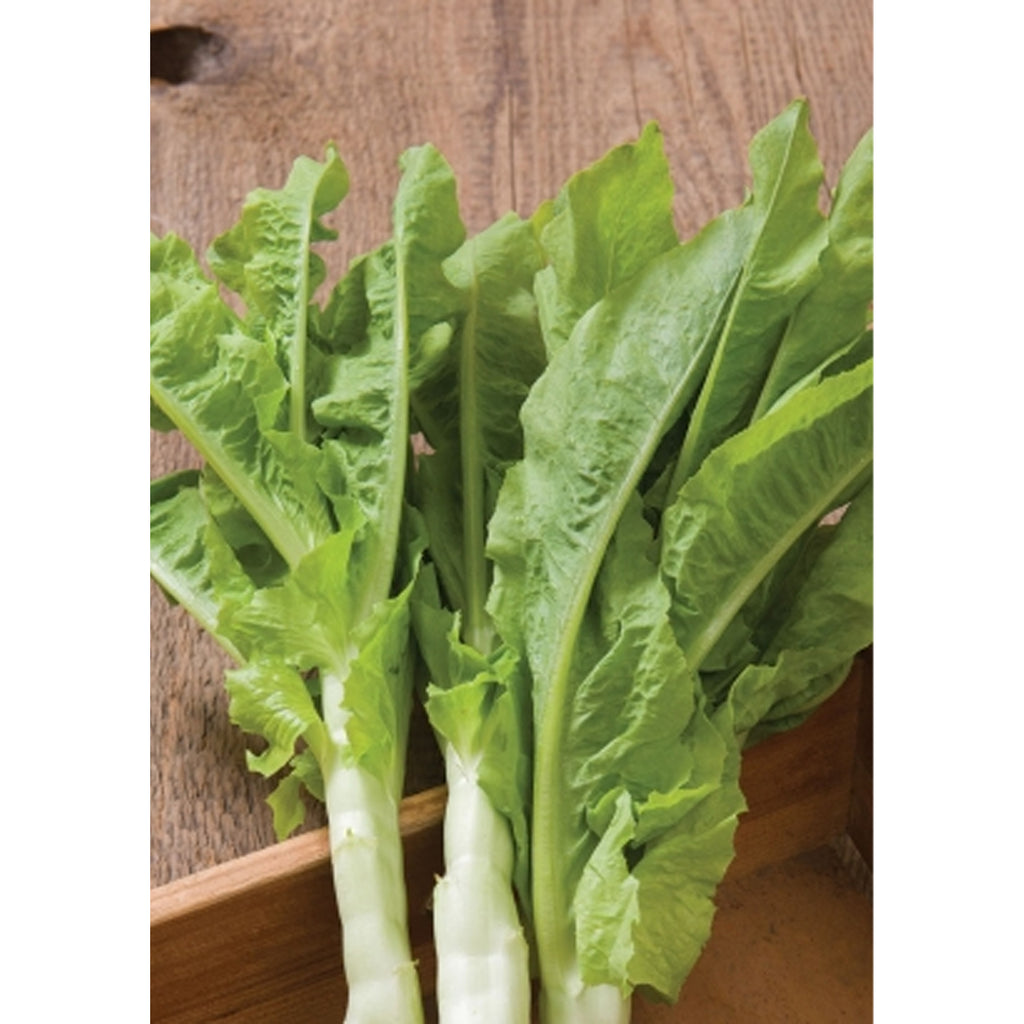 Tropica Chinesischer Spargelsalat `Spring Tower Celtuce` (Latuca sativa var. asparagina )