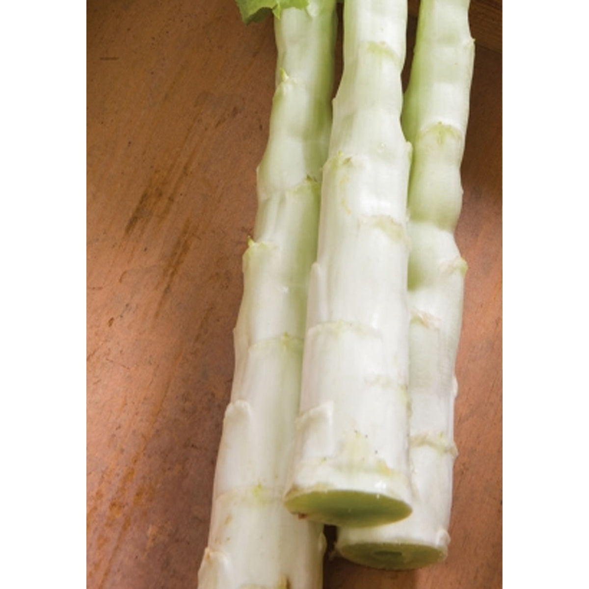 Tropica Chinesischer Spargelsalat `Spring Tower Celtuce` (Latuca sativa var. asparagina )