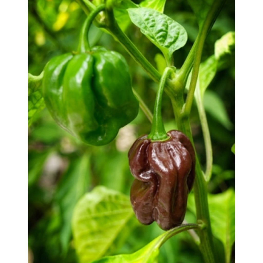 Chocolate-Habanero Chili (Capsicum Chinense)