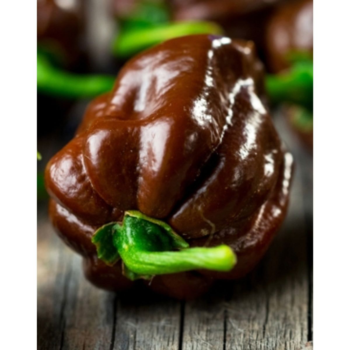 Chocolate-Habanero Chili (Capsicum Chinense)