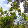 Tropica Cordyline - Keulenlilie ( Cordyline indivisa )