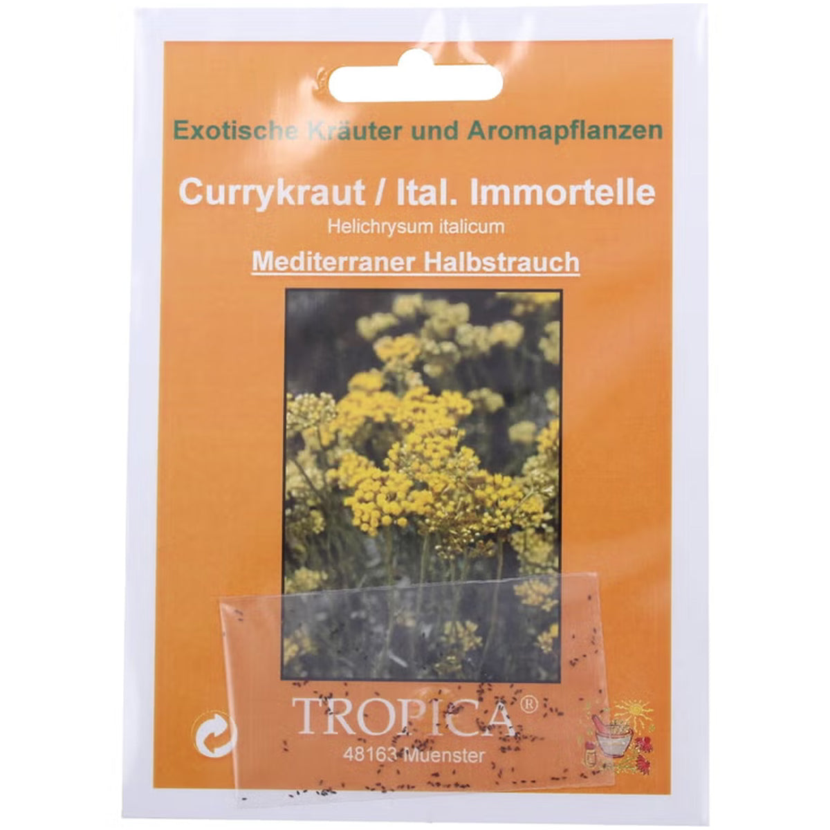 Currykraut Helichrysum italicum