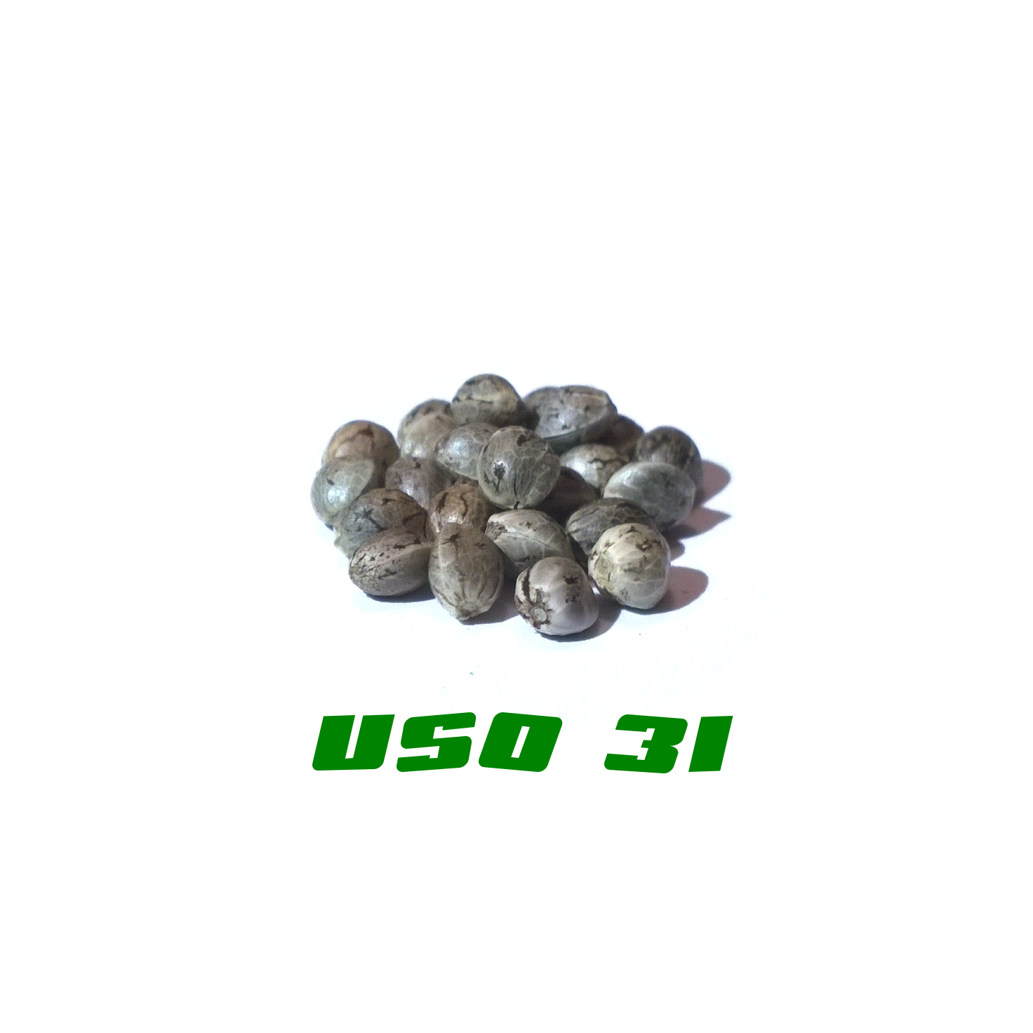Hanfsamen USO 31