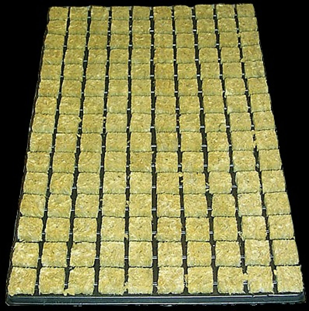 Cultilene -ganze Kiste- 18 Trays mit je 150Stk à 2.5 x 2.5cm