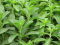 KR Stevia Süsskraut
