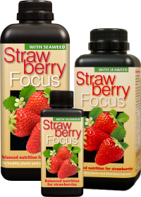 Strawberry Focus Hard Water 300ml
