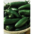 Early Jalapeno (Capsicum Annum)