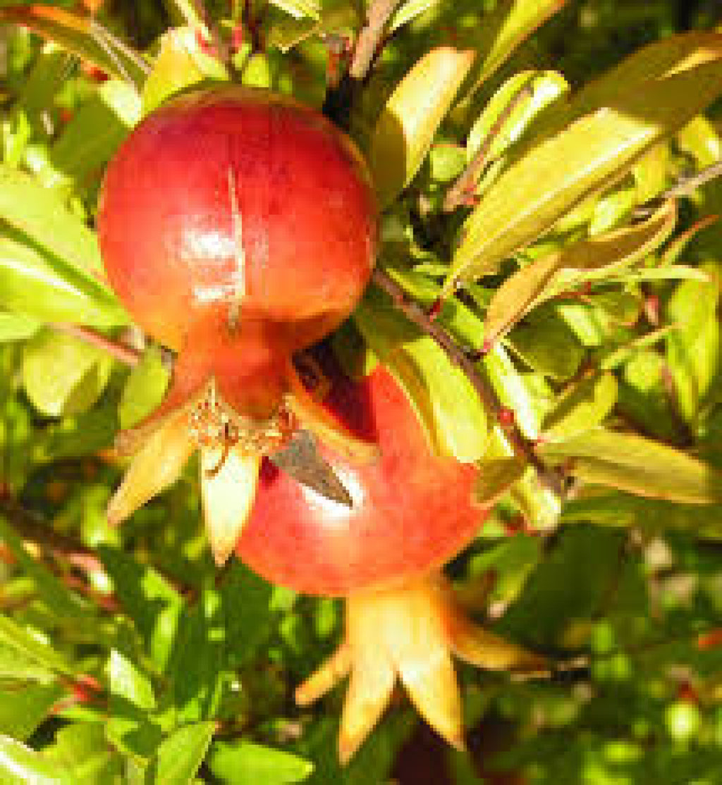Zwerg Granatapfel