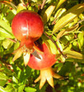 Zwerg Granatapfel