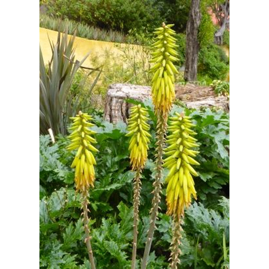 Tropica Aloe vera / Echte Aloe (Aloe vera syn. Aloe barbadensis Mill.) - 10 Samen