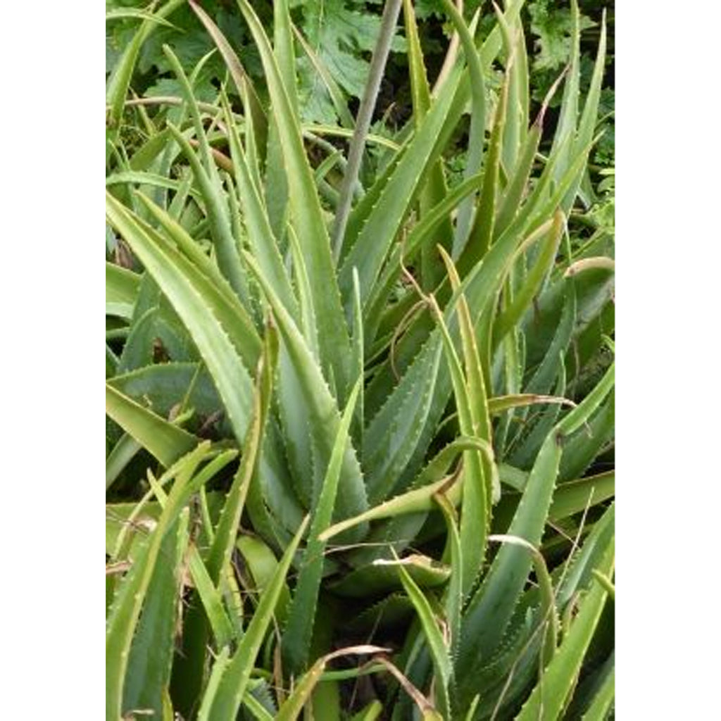 Tropica Aloe vera / Echte Aloe (Aloe vera syn. Aloe barbadensis Mill.) - 10 Samen
