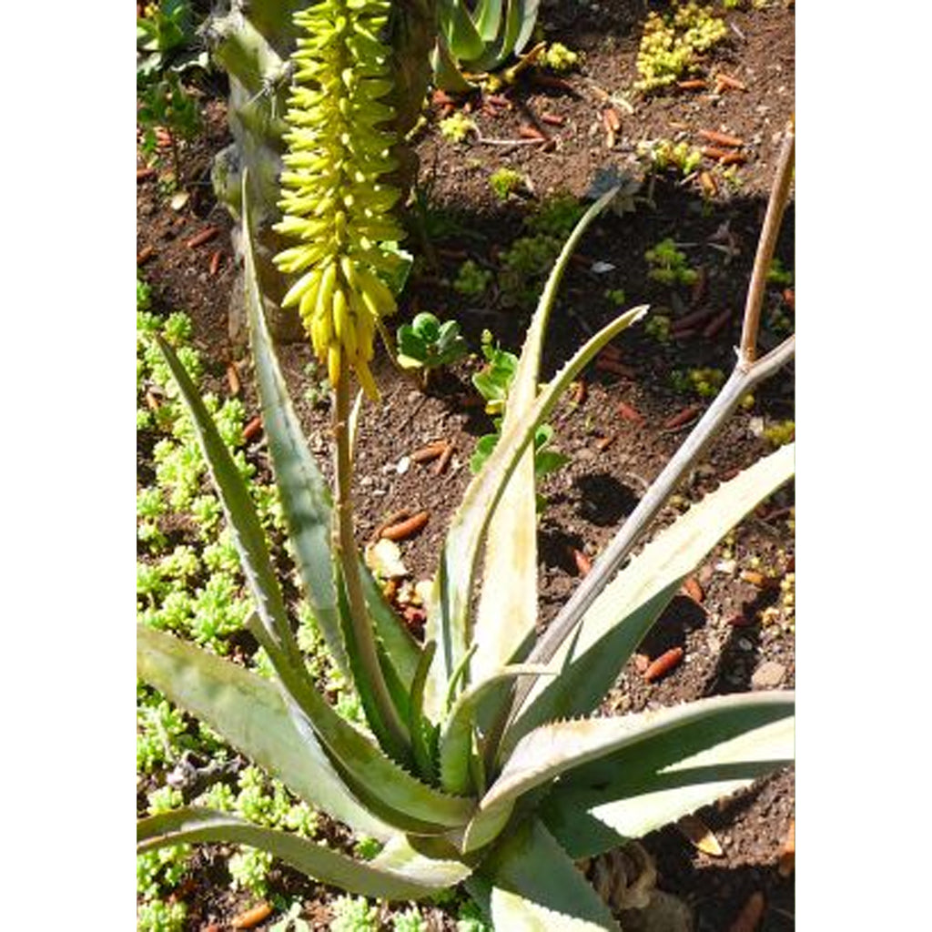 Tropica Aloe vera / Echte Aloe (Aloe vera syn. Aloe barbadensis Mill.) - 10 Samen