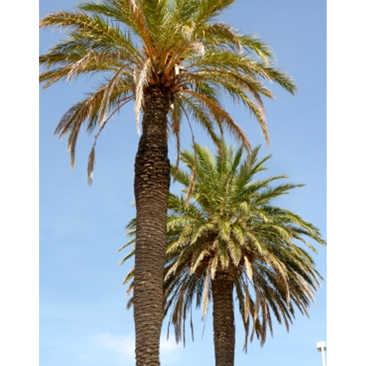 Tropica Echte Dattelpalme (Phoenix Dactylifera)