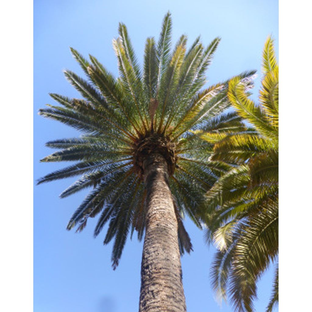 Tropica Echte Dattelpalme (Phoenix Dactylifera)