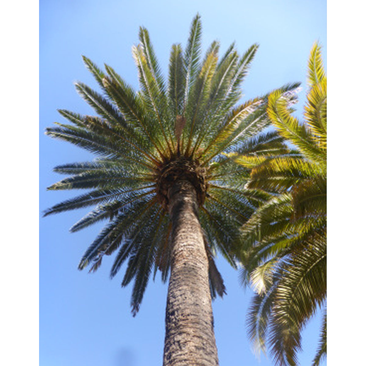 Tropica Echte Dattelpalme (Phoenix Dactylifera)