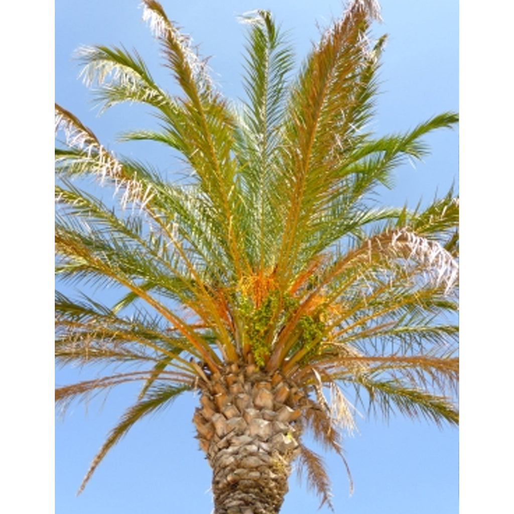 Tropica Echte Dattelpalme (Phoenix Dactylifera)