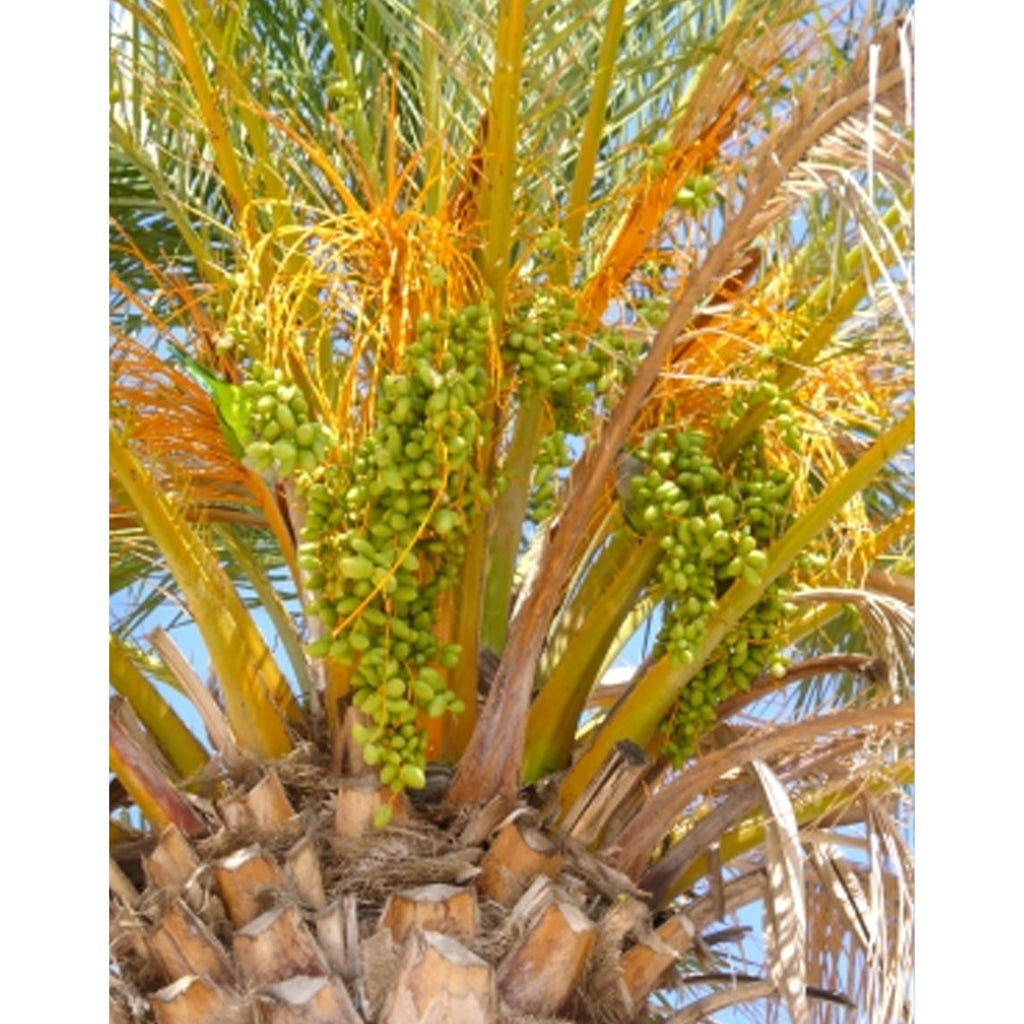 Tropica Echte Dattelpalme (Phoenix Dactylifera)