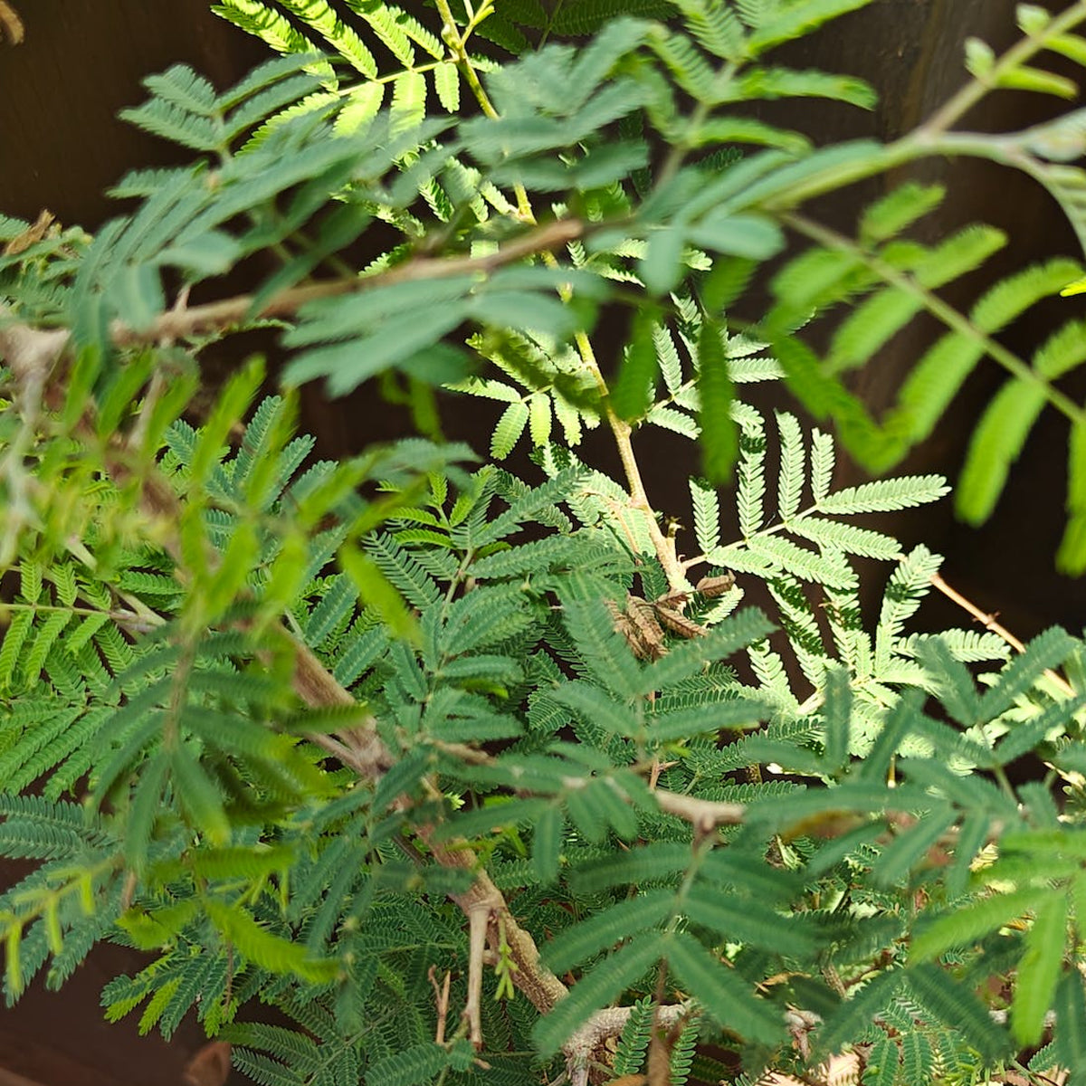 Tropica Echte Mimose Mimosa Pudica
