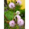 Tropica Echte Mimose Mimosa Pudica
