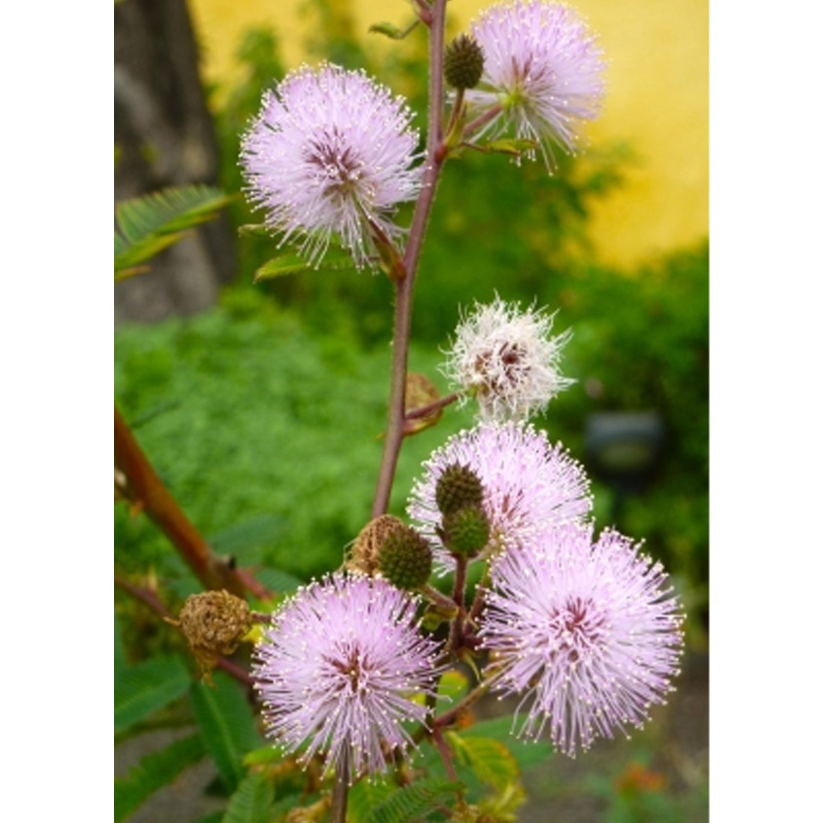 Tropica Echte Mimose Mimosa Pudica