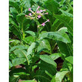 Echter Kultur-Tabak Petit Havana (Nicotiana tabacum)