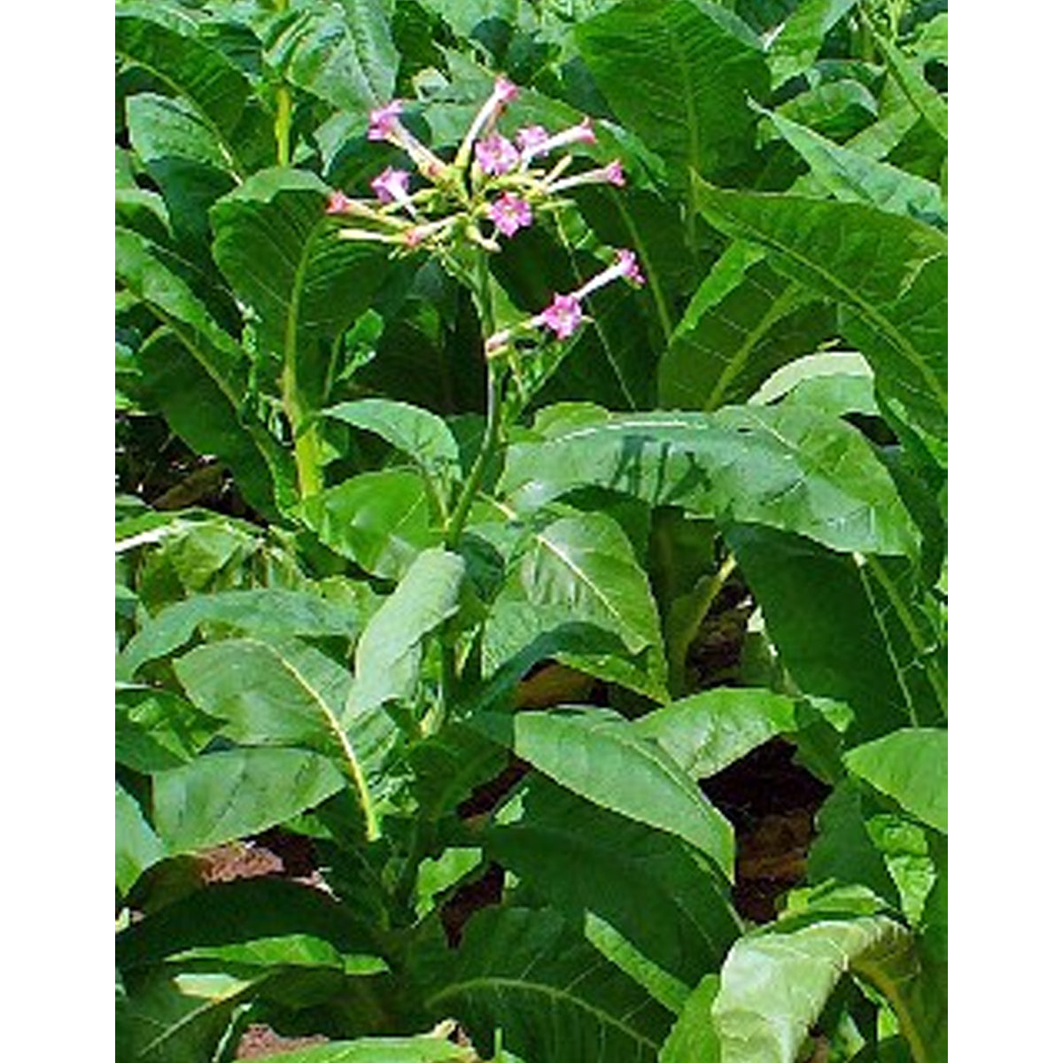 Echter Kultur-Tabak Petit Havana (Nicotiana tabacum)