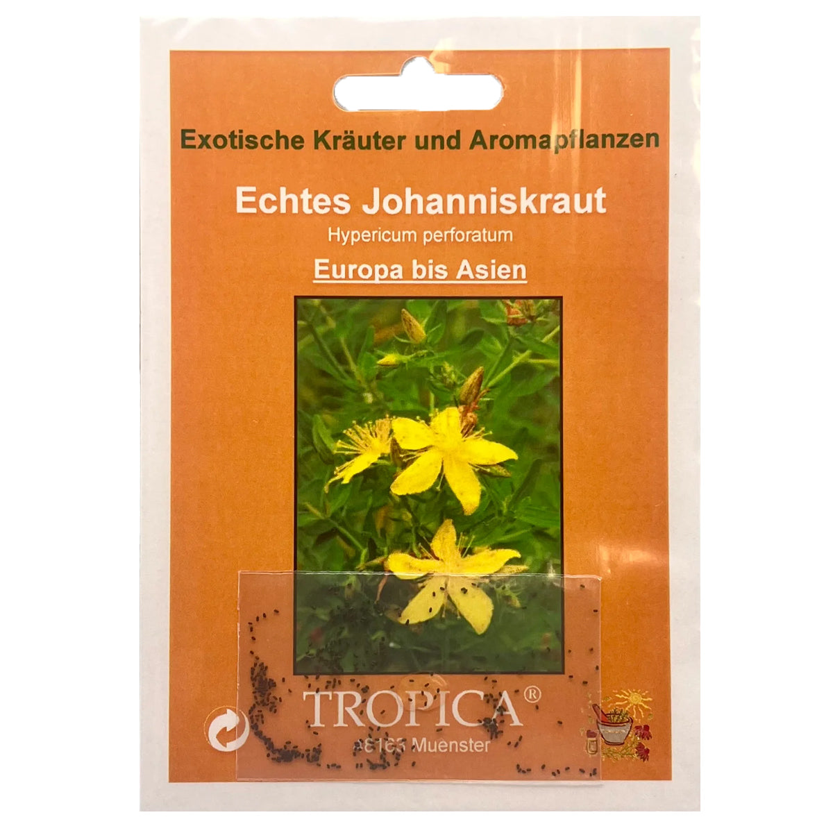 Echtes Johanniskraut (Hypericum perforatum)