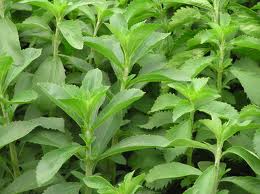 KR Stevia Süsskraut