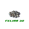Hanfsamen Felina 32 200Stk