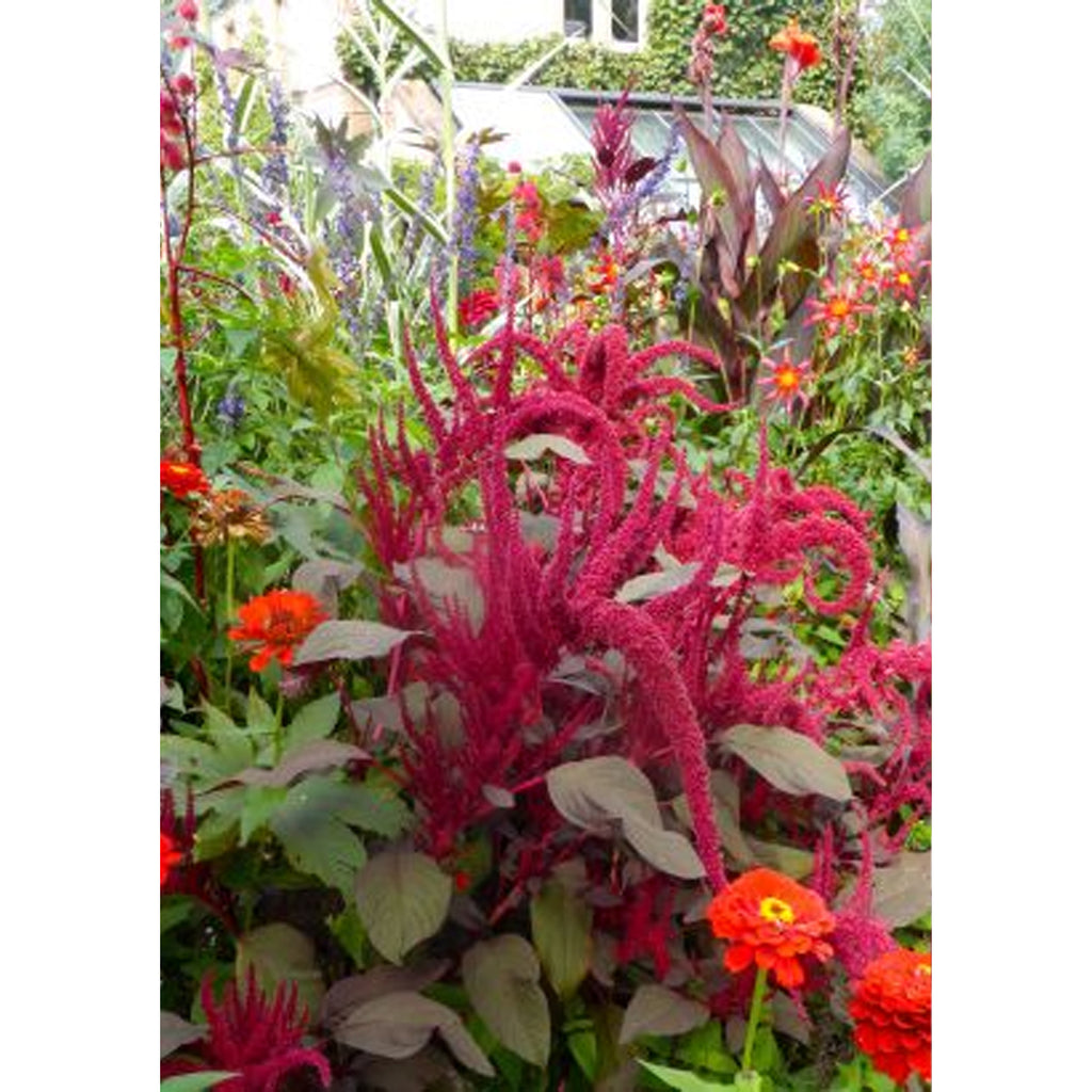 Tropica Garten-Amarant Purple ( Amaranthus cruentus Velvet Curtains) - 200 Samen