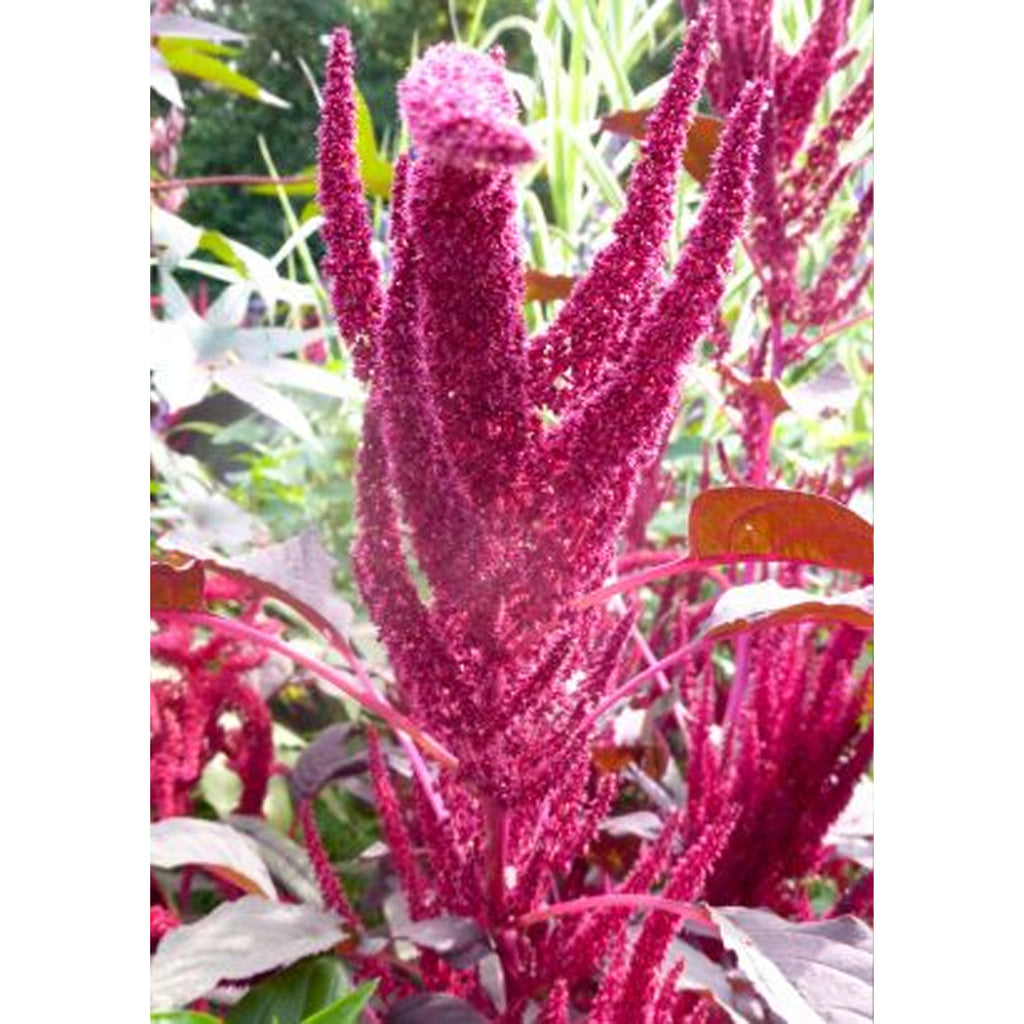 Tropica Garten-Amarant Purple ( Amaranthus cruentus Velvet Curtains) - 200 Samen