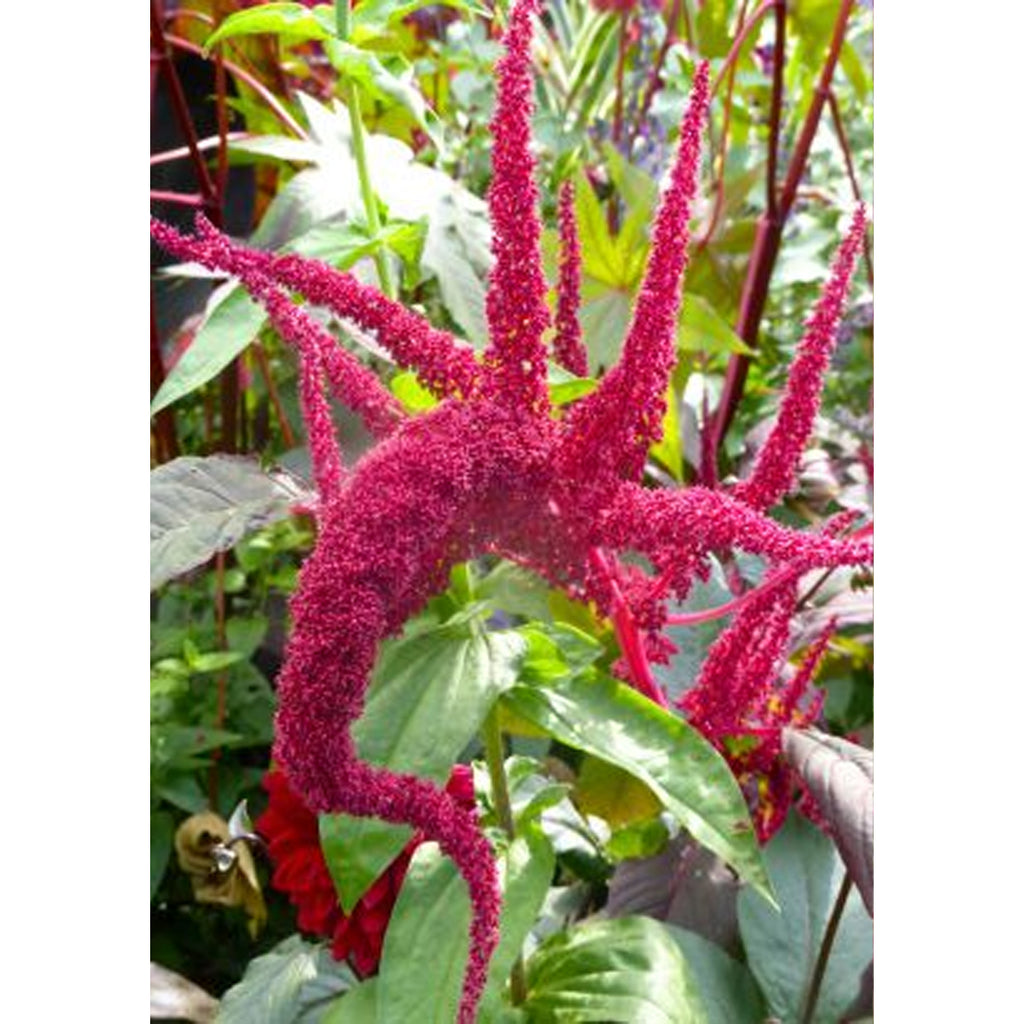 Tropica Garten-Amarant Purple ( Amaranthus cruentus Velvet Curtains) - 200 Samen