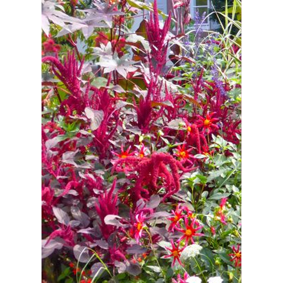 Tropica Garten-Amarant Purple ( Amaranthus cruentus Velvet Curtains) - 200 Samen