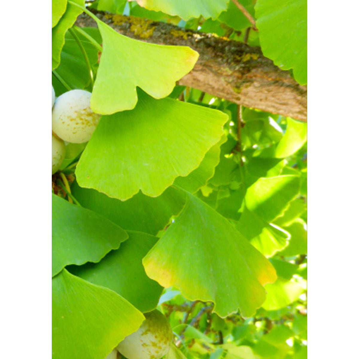 Tropica Ginkgo - Fächerblattbaum