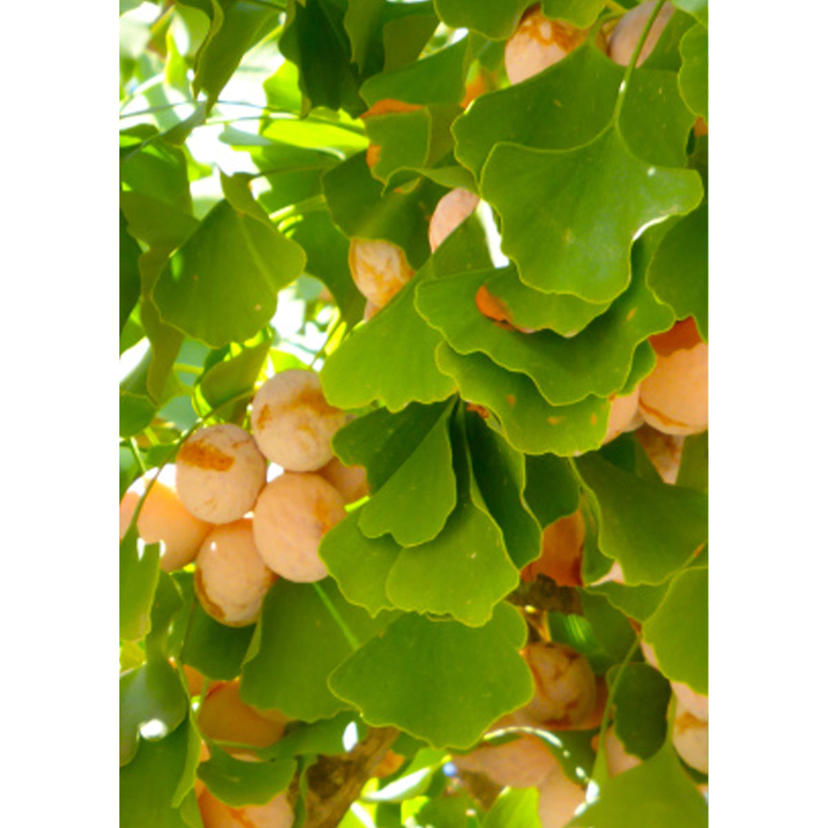 Tropica Ginkgo - Fächerblattbaum