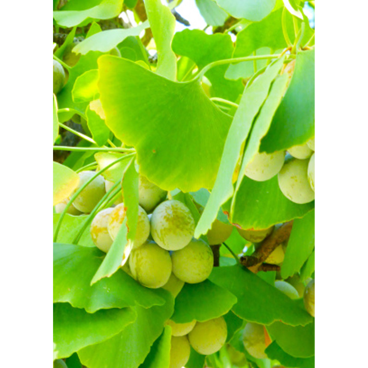 Tropica Ginkgo - Fächerblattbaum