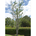 Tropica Ginkgo - Fächerblattbaum