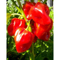 Habanero Antilles Red (Capsicum Chinense)