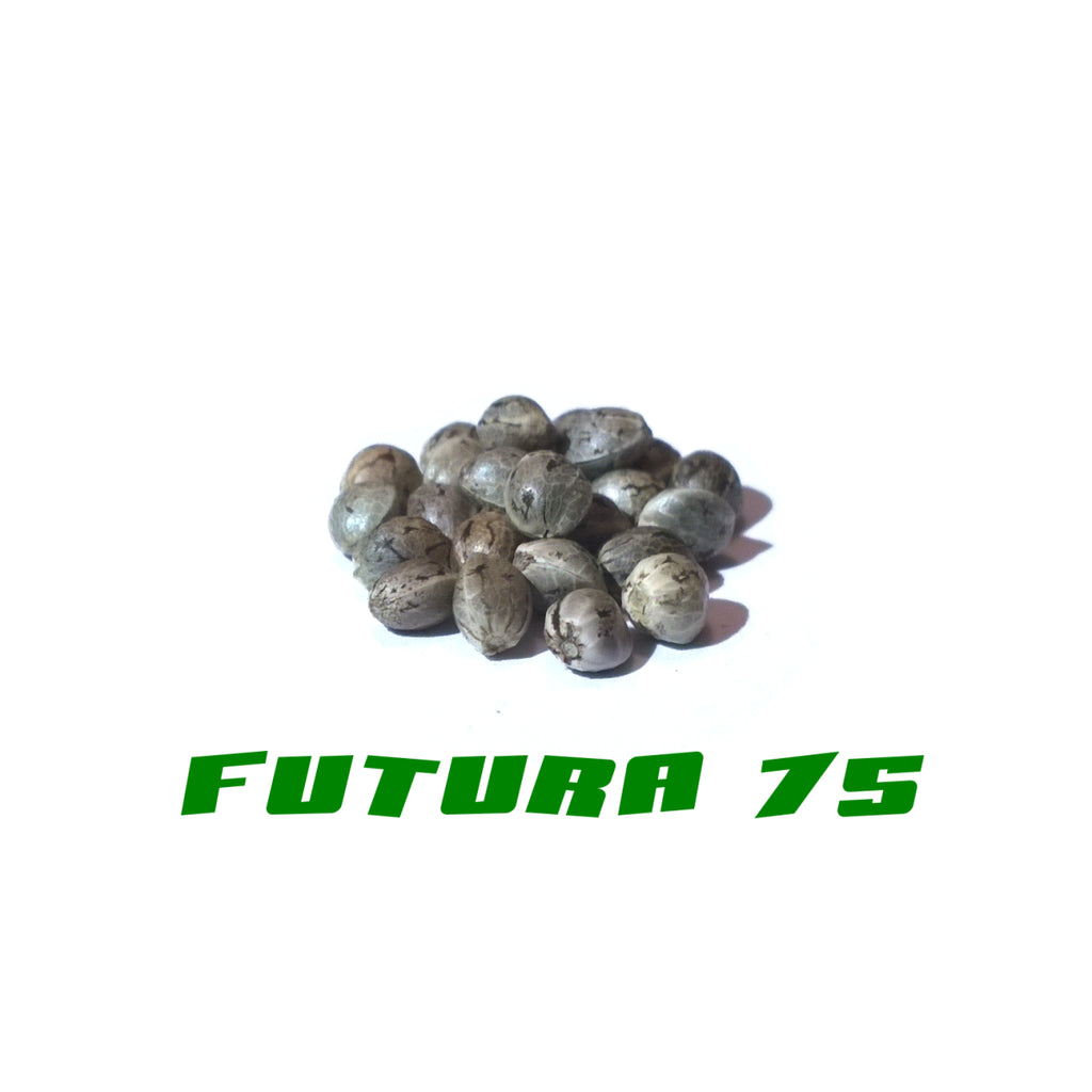 Hanfsamen Futura 75