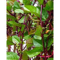 Tropica Indischer Malabarspinat (Basella Rubra)