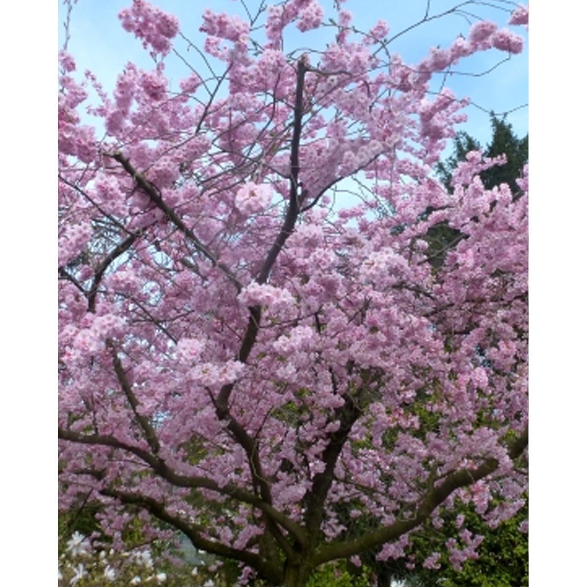 Tropica Japanische Zierkirsche (Prunus Serrulata)