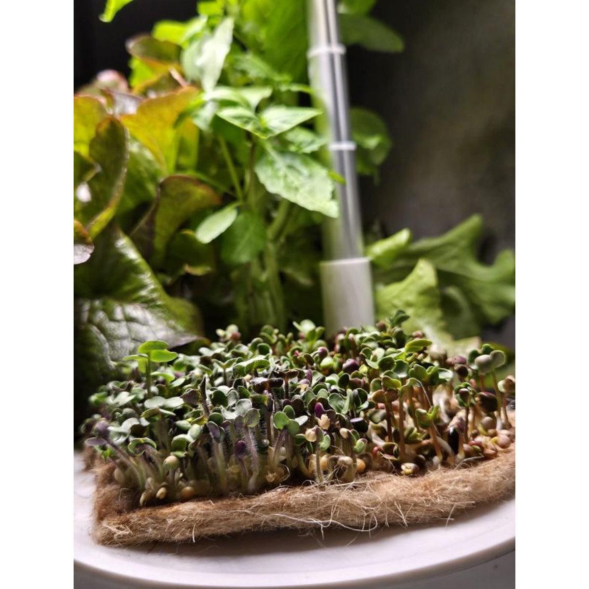 HTP Kitchen Garden Mini White