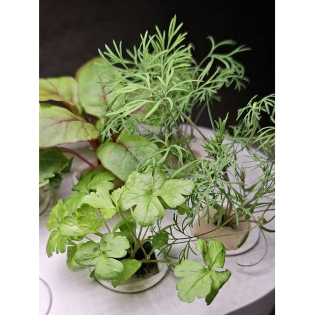 HTP Kitchen Garden Mini White