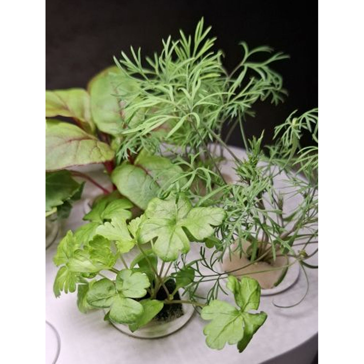 HTP Kitchen Garden Mini White