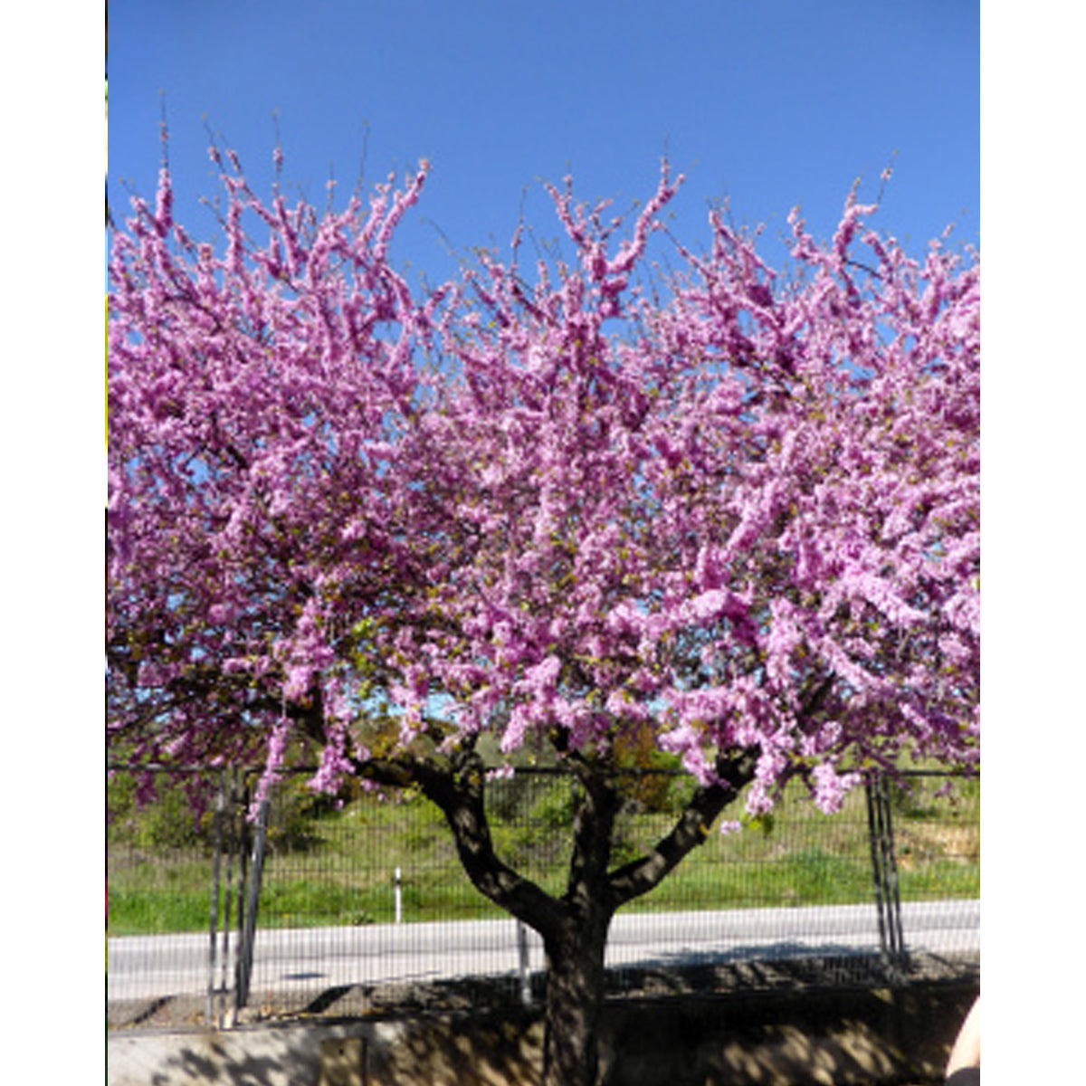 Tropica Liebesbaum - Judasbaum (Cercis siliquastrum)