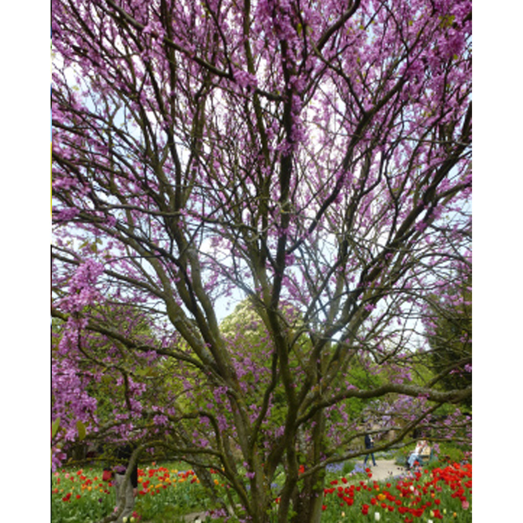 Tropica Liebesbaum - Judasbaum (Cercis siliquastrum)