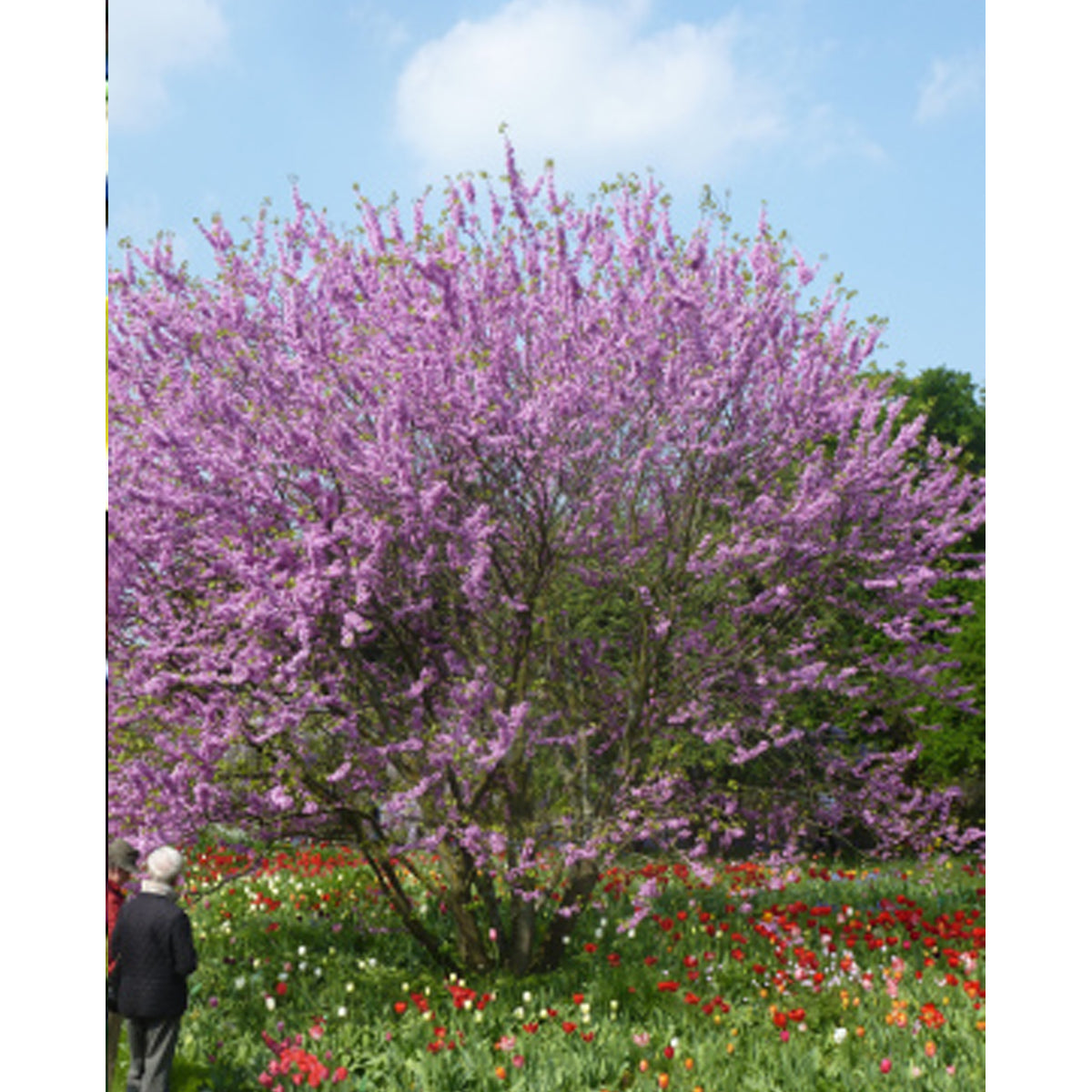 Tropica Liebesbaum - Judasbaum (Cercis siliquastrum)