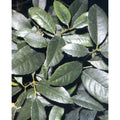 Tropica Mate Teestrauch (Ilex Paraguensis Hook)